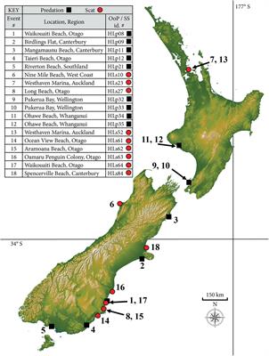 Leopard Seals (Hydrurga leptonyx) in New Zealand Waters Predating on Chondrichthyans